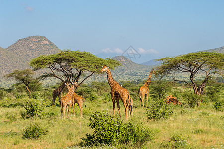 草原的长颈鹿群脖子绿色动物白色荒野棕色哺乳动物食草野生动物图片