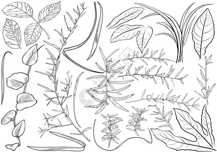 黑白植物叶和白植物树叶绘图套件图片