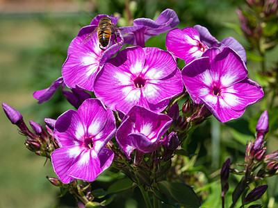 园林恐慌昆虫花坛蜜蜂园艺季节花瓣花艺花头植物群动物图片