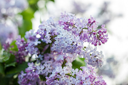 春季盛开的花环 紫色西雷纳斯和阳光紫丁香植物季节叶子植物学花瓣墙纸植物群衬套灌木丛图片