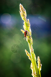 红色昆虫坐在绿尖植物喷洒的顶上图片