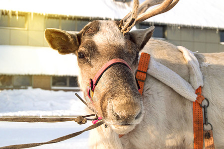 圣诞鹿的标志 一个角被绑在雪橇上 在寒冬日落山时站在雪中 特端看着摄影机图片