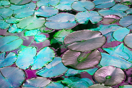 美丽的池塘 有睡莲植物 绿松石色调的背景 有发光效果 幻想 美妙 复制空间季节反射小地毯植物学热带生物学荷花公园花园植物群图片