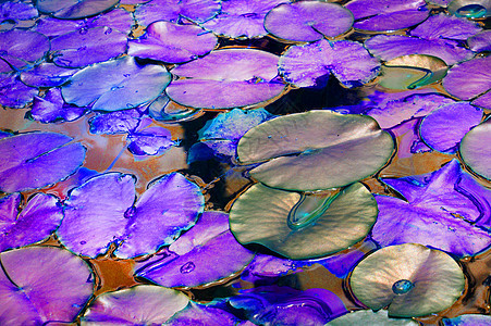 带睡莲植物 淡紫色和紫色背景的美丽池塘 具有霓虹灯效果 奇幻 美妙 复制空间异国花瓣季节植物群荷花植物学反射百合花园情调图片