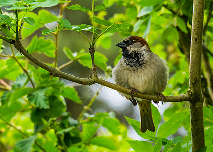 坐在树枝上的家麻雀的特写 来自欧亚大陆的常见鸟类 自然背景图片