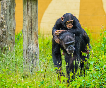 一只年轻的西方黑猩猩骑在一只成年黑猩猩的背上 这是一种来自非洲的极度濒危动物图片
