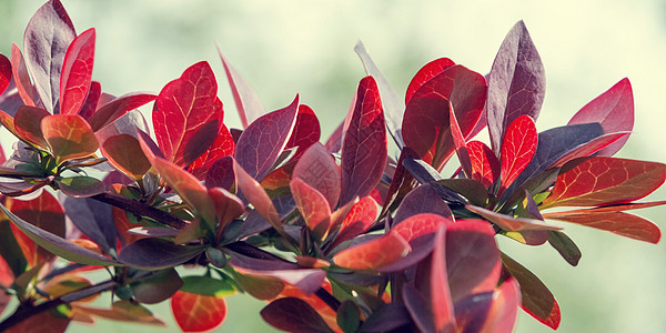 红色叶子紧贴 横横横旗 天然植物背景衬套树叶宏观水平花园紫色横幅小檗红叶小枝图片