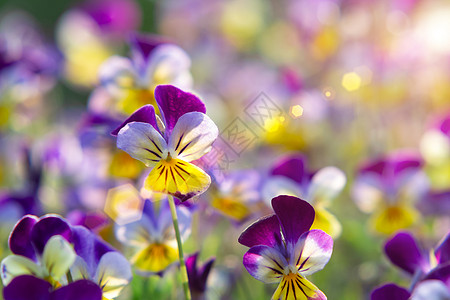 常年黄紫色组 称为喇叭丝雀或角紫花植物学宏观场地生长三色照片植物花瓣团体花坛图片