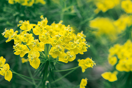 夏花花园里盛开的欢快喜悦的西波和其他花朵图片