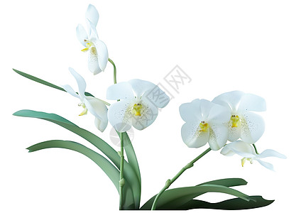 白兰花植物与花庆典园艺异国展示花店白色叶子热带区系礼物图片