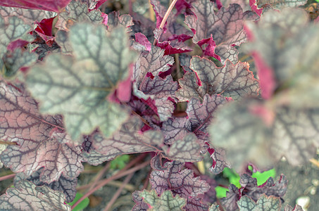 具有红叶背景的植物季节荒野叶子墙纸森林紫色衬套草地树叶植物群图片