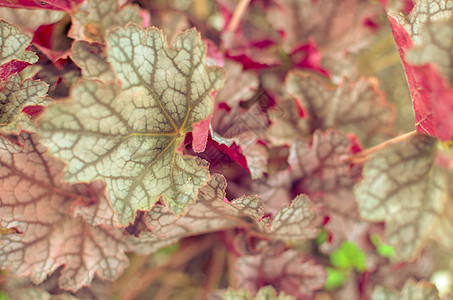 具有红叶背景的植物荒野植物群公园叶子衬套森林季节园艺紫色植物学图片