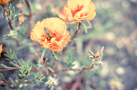 花园里花朵多彩 有蜜蜂 橙苔玫瑰 波图拉卡或帕斯兰背景植物橙子庆典植物群昆虫叶子场地植物学园艺花瓣图片