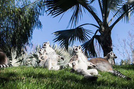 晒日光浴在草的狐猴家庭 环尾狐猴 Lemur catta 是一种大型链球菌灵长类动物 由于其长长的黑白环状尾巴而成为最受认可的狐图片