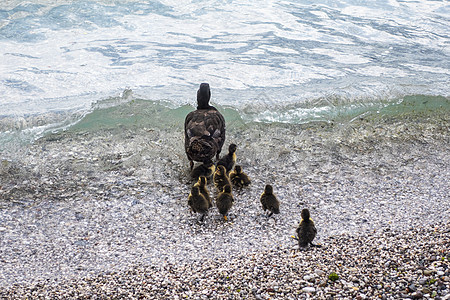 母鸭蓝色女性水禽反射婴儿高架队列鸟类小鸭子游泳图片