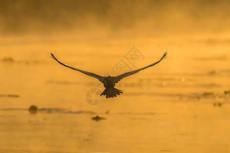 非洲达瑟 安欣加鲁法 飞入日出的光芒图片