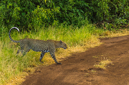 Cheetah从树林里出来 在大草原的一条小径上图片