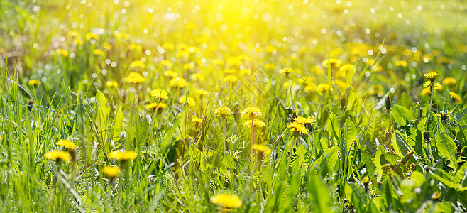 黄色花朵田的全景 黄色野花植物群墙纸农村草地蓝色公园草原阳光晴天天空图片