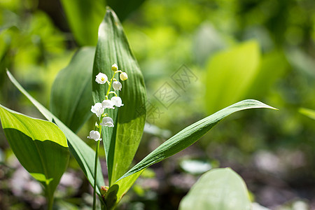 春天山谷的森林百合林 脆弱的森林鲜花射线植物群叶子季节公园环境百合树林香气香水图片