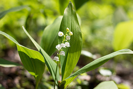 春天山谷的森林百合林 脆弱的森林鲜花香水公园百合植物射线树林叶子植物群生活阳光图片