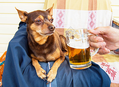 带啤酒的可爱可爱小狗 它提供它的主人成人酒精幸福玻璃冒充动物乐趣微笑宠物喜剧图片