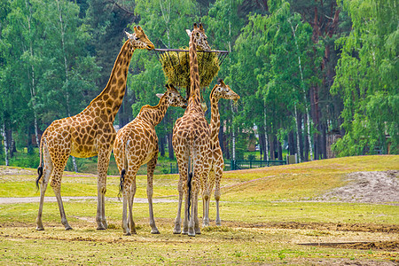 食用高塔篮子干草 动物动物喂养 来自非洲的濒危动物种群的尼比西亚长颈鹿家庭图片
