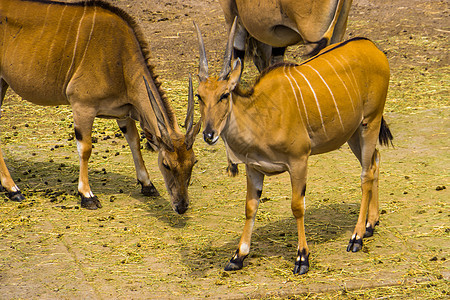 来自非洲的热带羚羊类非洲特异性热带 近距离的普通埃兰群落图片