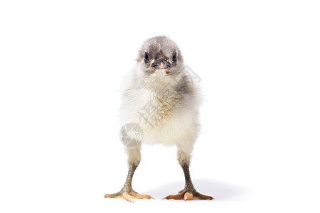 小灰色鸡孤立 自制毛松鸡农场母鸡家畜生长羽毛生物公鸡生活家禽新生图片