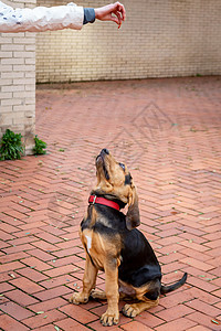 5个月时 一只漂亮的猎狗动物食肉棕色耳朵猎犬哺乳动物犬类香味伴侣宠物图片