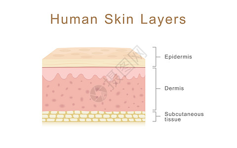 人类皮肤层图片