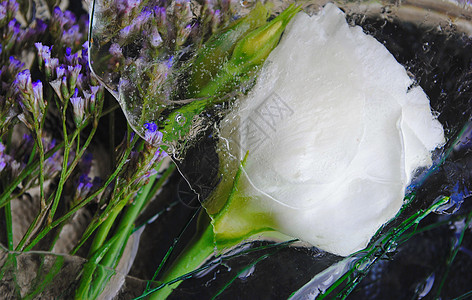 美丽的冰冻花朵叶子植物群创意季节艺术花卉冰块白色设计点子背景图片