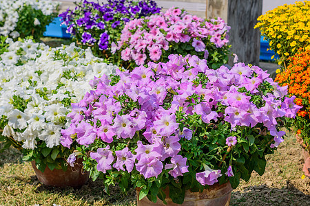 Aubrieta 花卉植物 一种喜阳光的常绿多年生花卉 在早春至夏末开出紫色 粉红色或白色的小花 非常受欢迎的花束郁金香玉兰枝条图片