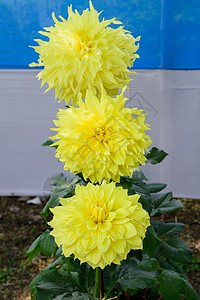 黄色植物 多年生草本植物 它是一种喜阳光的植物 在早春到夏末开花 一种非常受欢迎的花园和花束花卉 文本的复制空间空间兰花郁金香壁图片
