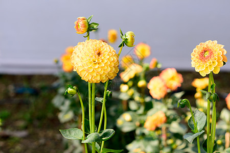 万寿菊 墨西哥万寿菊 阿兹特克万寿菊 非洲万寿菊 在夏天在花园里开花 它是一种喜阳植物 早春开花 文本的复制空间空间图片