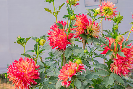 粉红色细香葱或葱形菊花 一种喜欢阳光的植物在早春到夏末开花 非常受欢迎的花束 它的颜色是爱情或友谊的象征 复制空间玫瑰花植物学田图片