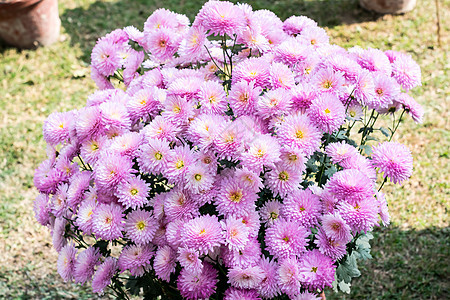 粉红色大丽花花卉植物 一种生长在阳光下的浓密 块茎 多年生草本植物 它是一种喜阳光的植物 在早春到夏末开花 因花园和花束而受欢迎图片