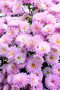 白色和粉色樱花的照片 从上面看 平躺 复制空间 春天和夏天的背景 婚礼现场的美丽花朵背景 充满色彩的植物群的明亮画面图片