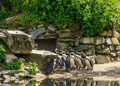 非洲大型黑足企鹅群聚集在动物园 来自非洲海岸的热带水鸟和热带水鸟图片