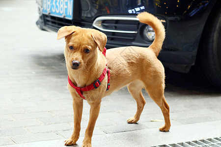 公园金色采集器棕色朋友哺乳动物小狗背脊宠物猎犬犬类舌头图片