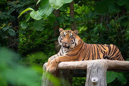 黄虎躺卧在地上哺乳动物绿色橙子条纹危险动物园食肉颜色野生动物荒野图片