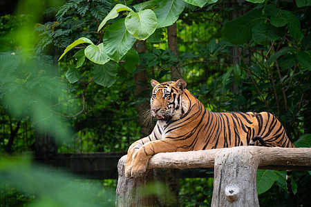 黄虎躺卧在地上食肉毛皮野猫猎人捕食者森林颜色条纹动物园哺乳动物图片