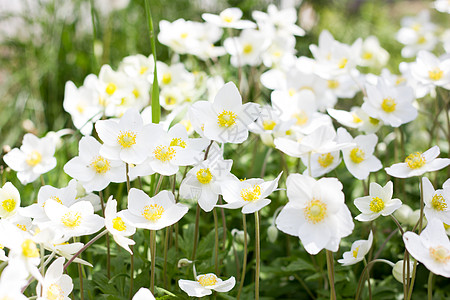 白花的喜悦 春花 野外长年白花 F海葵荒野风光环境芳香植物学花瓣田园草地生长图片