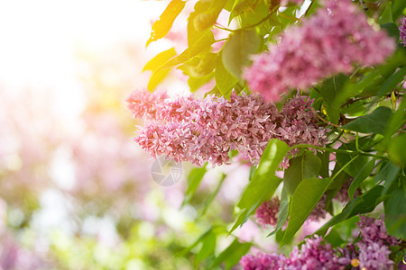 紫色长线室外 温柔的春天背景 五月春流紫丁香园艺枝条衬套季节宏观花朵植物群叶子灌木图片