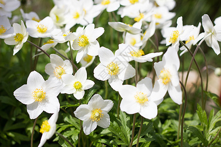 白花的喜悦 春花 野外长年白花 F海葵野花花瓣季节森林环境草地植物群花园芳香图片