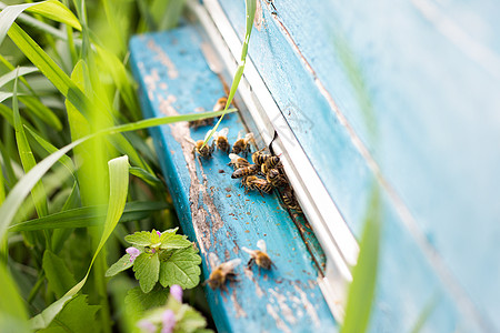 蜜蜂从证据中飞出 蜜蜂收集花蜜蜂蜡花粉合作动物工作荒野梳子房子细胞农场图片