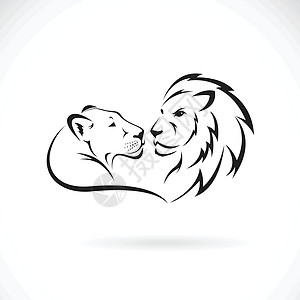 在白色背景的公狮子和母狮子设计 野生动物夫妻哺乳动物捕食者情人危险动物园女性荒野艺术丛林图片