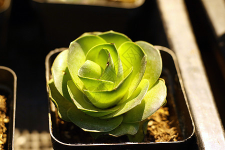 圣诞节仍然有果实蔬菜派对海鲜桌子沙拉盘子健康水果午餐食物背景图片