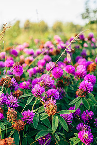 克洛弗鲜花草地野花草本植物礼物紫色植物学植物美丽花序荒野花店图片