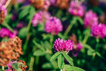 克洛弗鲜花草地公园展示植物学紫色荒野花店礼物庆典季节植物图片