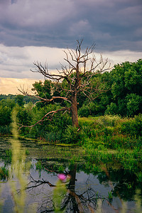 水上反射的池塘岸上的死树环境沼泽农村季节戏剧性风景荒野娱乐天空林地图片